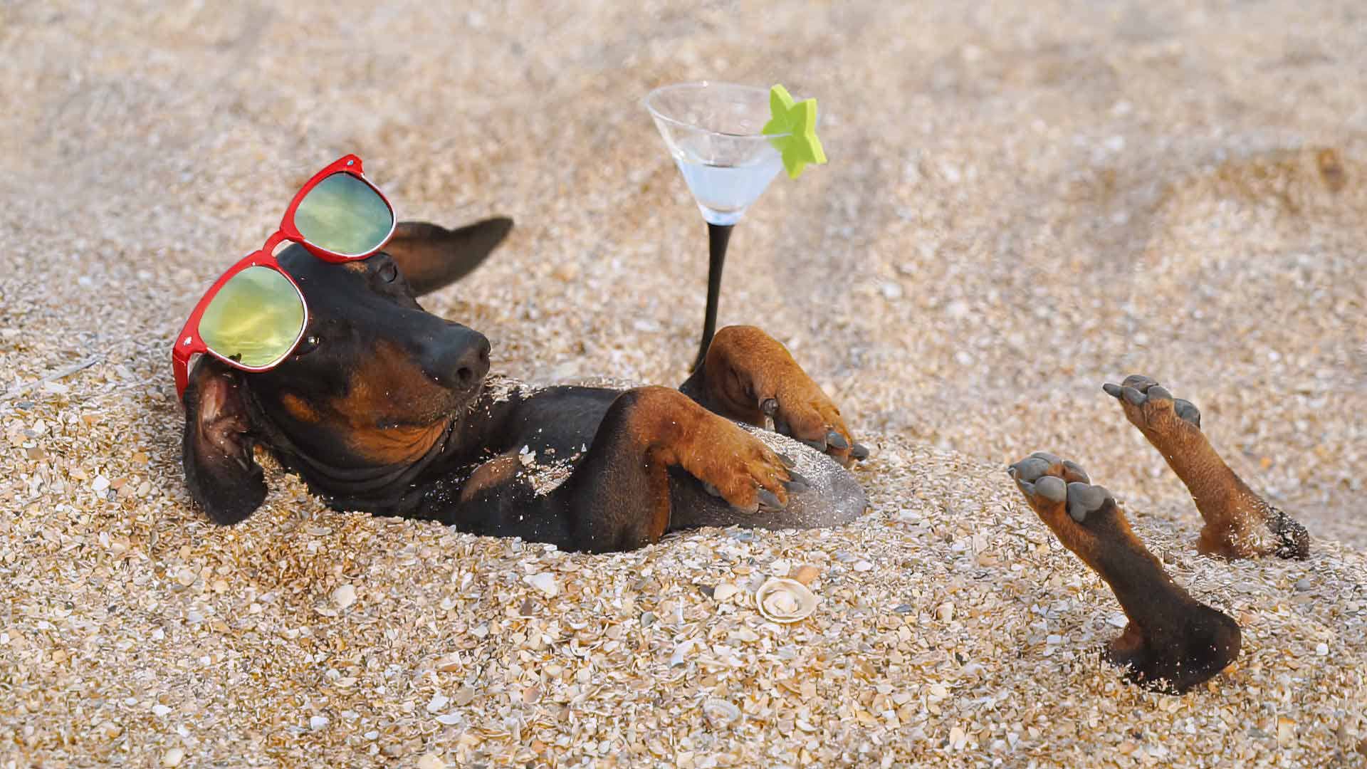 dachshund on the beach